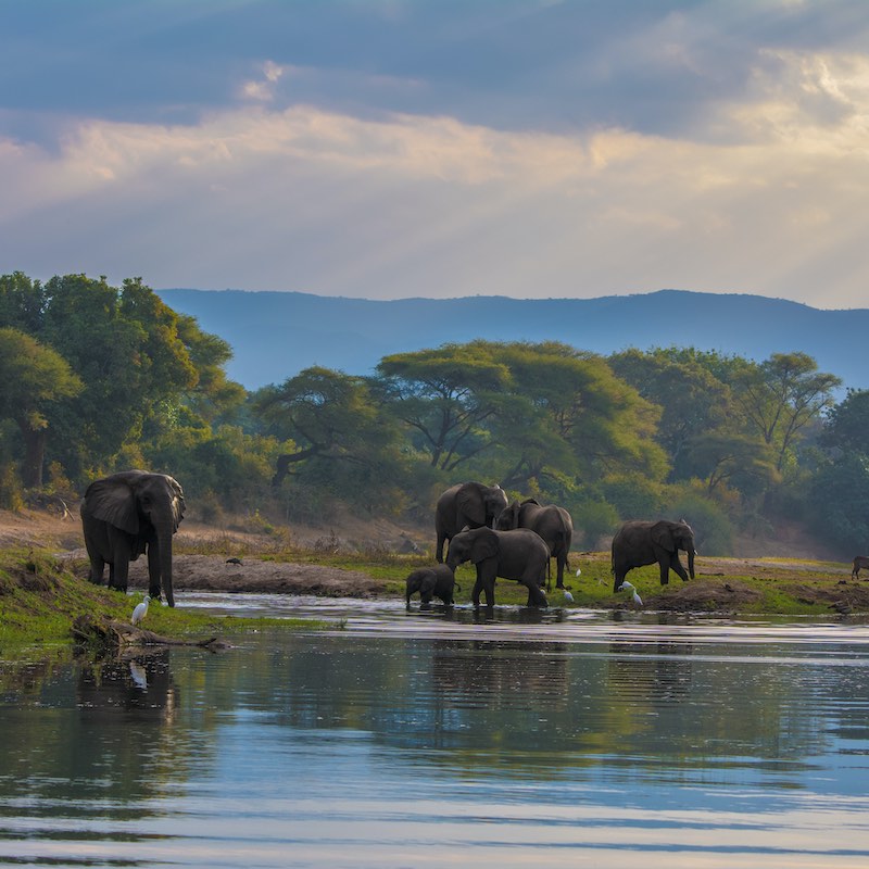 Herd Of Elephants On The River In The Lower Zambezi National Park In Zambia
