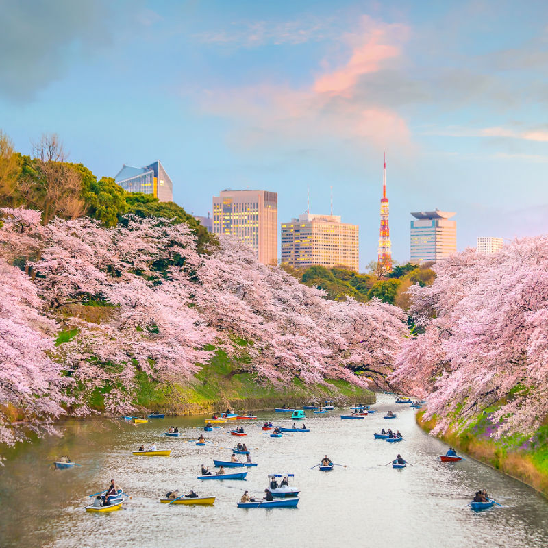 Cherry Blossoms In Tokyo