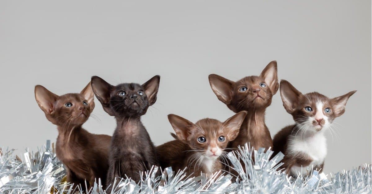 Prices for Oriental Cats in 2023: Purchase Cost, Vet Bills and Other Costs