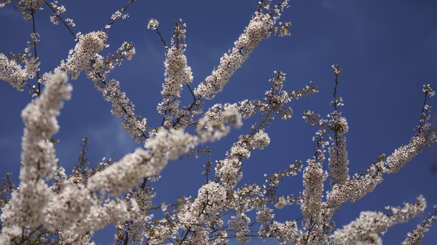 Seasonal allergies can be treated with several types of exposure therapy: