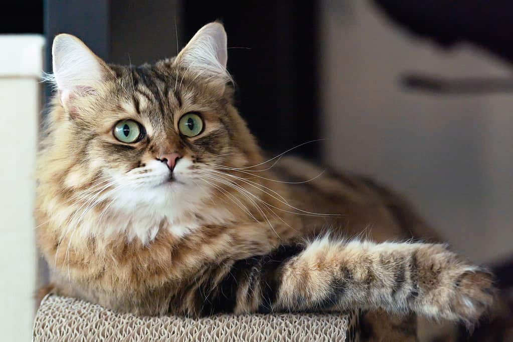 Siberian Cat