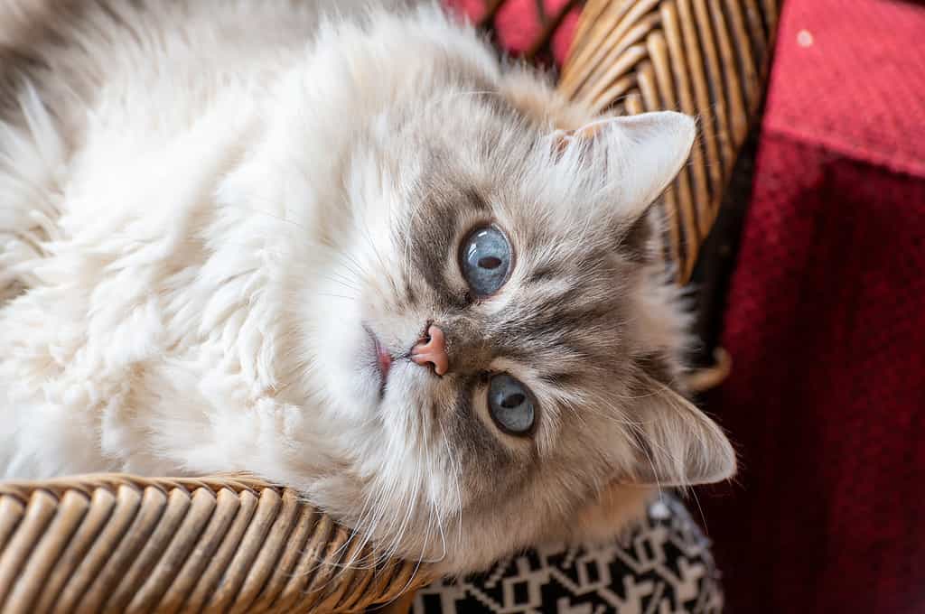 Silver Siberian Cat