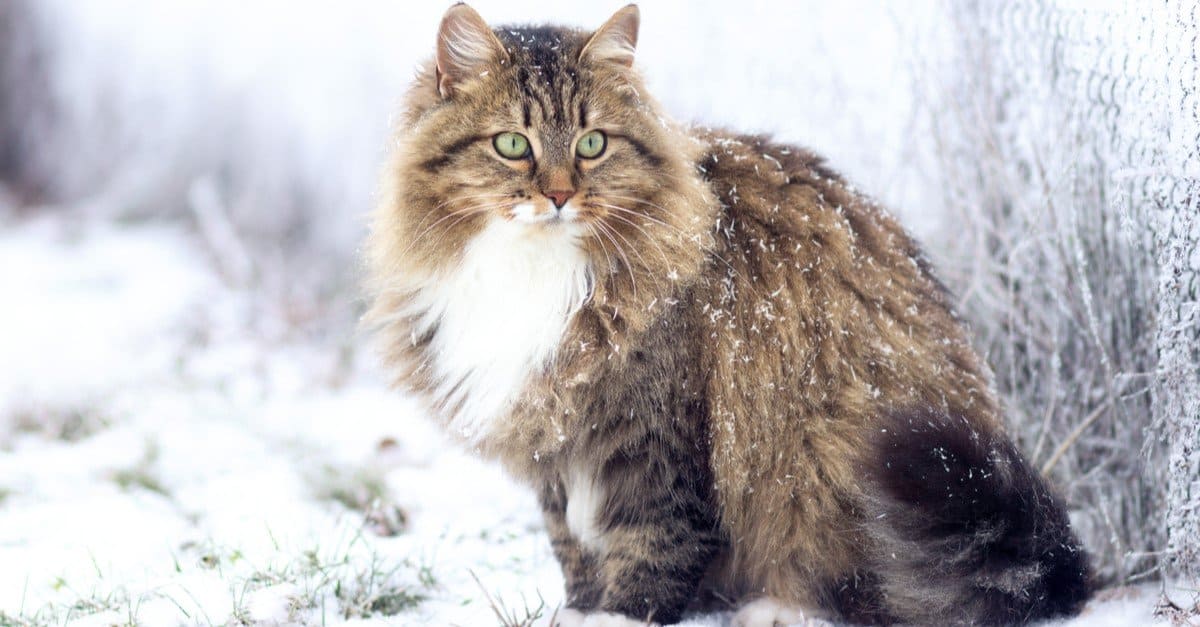 Siberian Cat Prices In 2023: Purchase Cost, Vet Bills And Other Costs