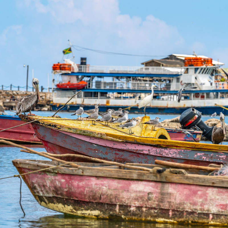 Old Colorful Wooden Fishing Boats Moored And Rope Tied On The Sea By The Pier With Birds On Top In Montego Bay, Jamaica.  Fishing Is A Traditional Trade/Work/Employment In The Tropical Islands Of The Caribbean.