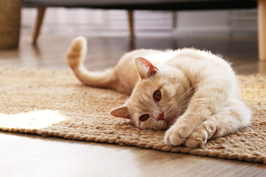 Best Pet Insurance for Pre-Existing Conditions