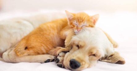How much does pet insurance cost in 2023?