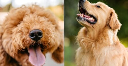 I'm a dog expert - here are the breeds you shouldn't buy because they grow the most