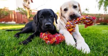 Pet Insurance Tips Every Pet Owner Should Know