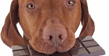 Pet care triggers stark Easter warning