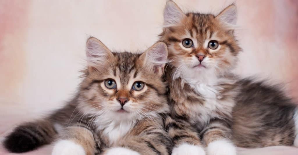 Two cute Siberian kittens