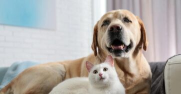 The Best Pet Insurance Companies (April 2023)