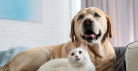 The Best Pet Insurance Companies (April 2023)