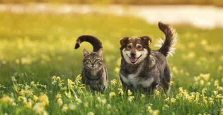 Why Spring May Be the Best Time to Get Pet Insurance