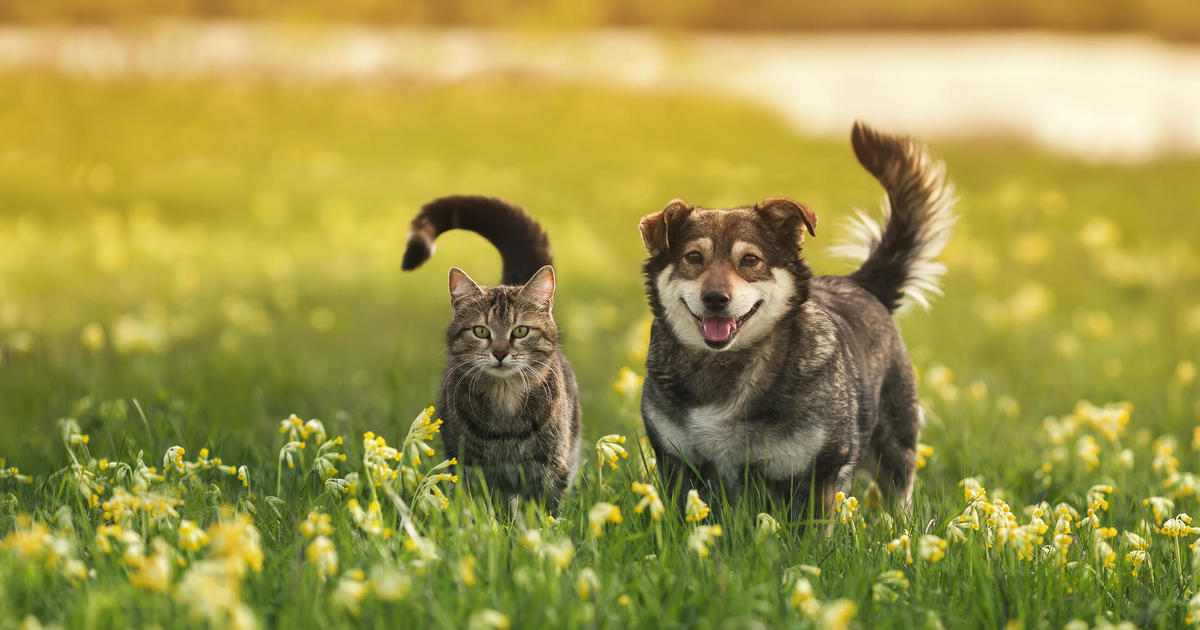 Why Spring May Be The Best Time To Get Pet Insurance