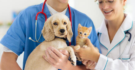 Why young animals need pet insurance