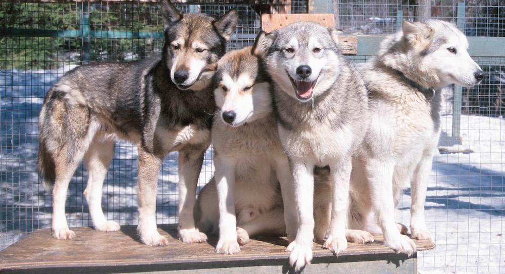 A Group Of Siberian Huskies.