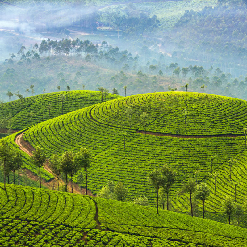 Tea Plantations In Sri Lanka